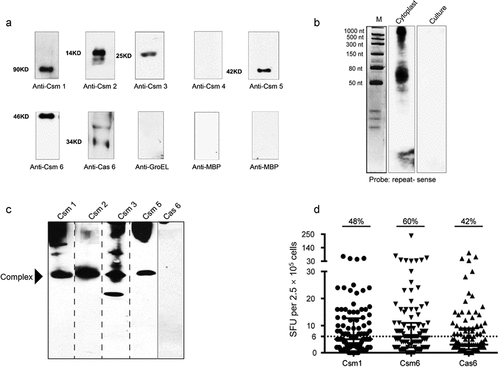 Figure 1. Crispr/Cas Proteins Are Secreted And Induce A Host Immune Response. (a) Western blotting of 30 d MTB H37Rv culture filtrates (50 μg protein) with anti-Csm sera (1 μg/ml). Control: GroEL (unsecreted protein; 50 μg). (b) Northern blotting of culture filtrates with an MTB CRISPR repeat (sense) probe. Control: cytoplasmic RNA. (c) Secreted CRISPR/Cas proteins may form an extracellular complex. Native gel Western blotting of culture filtrates (50 μg protein) with anti-Csm sera (1 μg/ml). (d) Stimulation of PBMCs from active TB patients with recombinant Csm1, Csm6 and Cas6 provokes IFN-γ release. Dot plot showing spot forming units (SFU) per 2.5 × 105 PBMCs, as determined with ELISPOT assays. Horizontal lines: median SFUs per group. SFUs ≥6: positive (dotted line). All experiments in A-C were performed at least three times. Images presented are from representative experiments