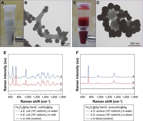 Figure 7 Photo images of Fe3O4@Ag-Van MNPs incubated with (A) milk sample containing Escherichia coli and (C) blood sample containing Staphylococcus aureus, and their corresponding TEM images of the captured (B) Fe3O4@Ag-Van–E. coli complexes and (D) Fe3O4@Ag-Van–S. aureus complexes. (E) SERS spectra of water and milk samples spiked with E. coli BL21 (105 cells/mL) and (F) SERS spectra of water and blood samples spiked with S. aureus 04018 (105 cells/mL) based on the combination of Fe3O4@Ag-Van MNPs and Au@Ag NPs. Milk and blood samples without bacteria were used as the control, respectively.Abbreviations: MNPs, magnetic nanoparticles; NPs, nanoparticles; SERS, surface-enhanced Raman scattering; TEM, transmission electron microscopy; Van, vancomycin.