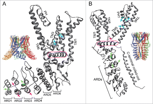 Figure 1. Positions of amino acids involved in the responses of TRPV1 or TRPA1 to chemical and thermal stimuli. (A) Structures of a tetrameric (inset) or a single subunit of rat TRPV1 are shown with critical amino acids involved in its responses to capsaicin (cyan) and heat (magenta or green).Citation9 Magenta and green arrows indicate amino acids that are involved in the responses of TRPV1 to heat in Xenopus and squirrels/camels, respectively.Citation7,Citation8 (B) Structures of a tetrameric (inset) or a single subunit of human TRPA1 are shown with critical amino acids involved in activation or inhibition by A-967079, HC-030031, and methyl anthranilate highlighted in cyan, magenta, and green, respectively.Citation11,Citation52,Citation63,Citation69,Citation70,Citation72 Critical amino acids involved in TRPA1 sensitivity to MA were identified using chicken TRPA1.Citation52 TM, transmembrane domain; PH, pore helix; ARD, ankyrin repeat domain. TRP domain in TRPV1 and TRP-like domain in TRPA1 are enclosed by a magenta line. All figures were prepared using UCSF chimera.Citation84 PBD ID for rat TRPV1 and human TRPA1 are 3J5R and 3J9P, respectively.