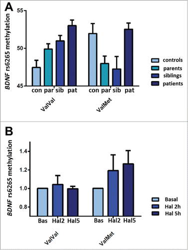 Figure 5. BDNF rs6265 methylation in PBMCs and schizophrenia risk. a: Bargraph (mean ± s.e.m.) of rs6265 methylation (T scores) in healthy subjects (168 ValVal, 77 ValMet), patients with schizophrenia (122 ValVal, 40 ValMet), siblings (97 ValVal, 43 ValMet), parents of patients (148 ValVal, 69 ValMet): in ValVal subjects, rs6265 methylation is lower in healthy subjects, compared with siblings, parents and patients with schizophrenia. In ValMet subjects, rs6265 methylation is greater in healthy subjects, compared with siblings and parents of patients, while it is not significantly different compared with patients. b: Bargraph (mean + s.e.m.) of the effect of treatment with haloperidol 1 μM for 2 and 5 hours on rs6265 methylation changes in PBMCs of ValVal (N = 11) and ValMets (N = 6). See text and Supplemental file 1 for statistics.