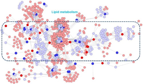 Figure 6 Correlation networks of the metabolites regulated in BJF-treated rats and target proteins.