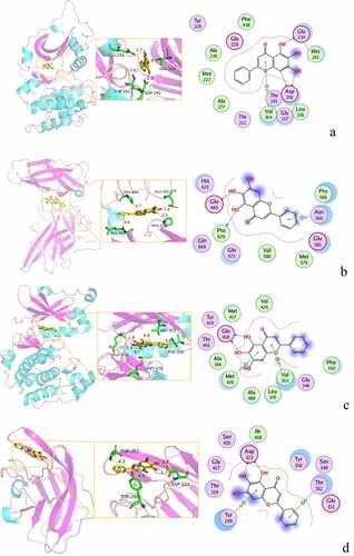 Figure 9. 3D molecular docking diagrams of active ingredients and targets. (a) The binding mode of the AKT1 complex with baicalein. (b) The binding mode of the FOS complex with baicalein. (c) The binding mode of the PRKCA complex with baicalein. (d) The binding mode of the VEGFA complex with baicalein.