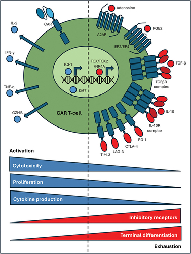 Figure 2. Comparison between activated CAR T-cells with sustained effector function and dysfunctional, exhausted CAR T-cells.