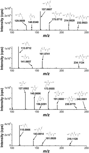 Figure 10. High-resolution MS/MS spectra of the products with lower molecular weight that the starting tripeptide: 19 (m/z 232.0923), 20 (m/z 234.0907), 21 (m/z 248.0871), and 16 (m/z 218.1128) with proposed structures of the fragment ions.