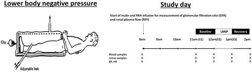 Figure 1. Illustration of LBNP investigation day. PAH: para-aminohippurate; BP: blood pressure; HR: heart rate.