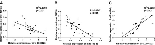 Figure 6 The correlations among the expression levels of circ_0001023, miR-409-3p, and PHF10. (A) The expression level of circ_0001023 was negatively correlated with that of miR-409-3p in 33 GC tissues. (B) The expression level of miR-409-3p was negatively correlated with the expression level of PHF10. (C) The expression level of PHF10 was positively correlated with the expression level of circ_0001023.