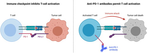 Figure 1. Immune checkpoint inhibition.