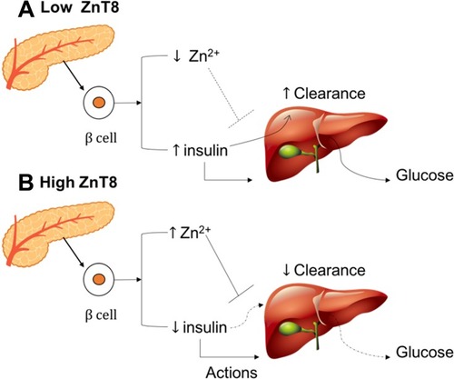 Figure 7 Interaction between ZnT8 expression (A) low ZnT8 and (B) high ZnT8, hormone action, and hepatic insulin clearance.