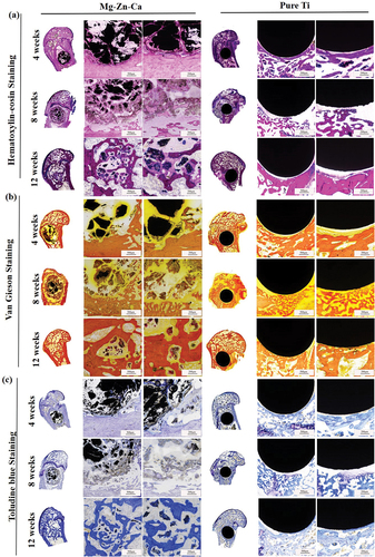 Figure 14. Microstructure analysis results of (left) the Mg-Zn-Ca amorphous alloy and (right) pure Ti group. In each group of stained images, full-view, low-magnification (20-fold), and high-magnification (100-fold) images of the bone defect area are arranged in order from left to right. (a) Magenta-methylene blue staining, (b) Van Gieson staining, (c) toluidine blue staining.