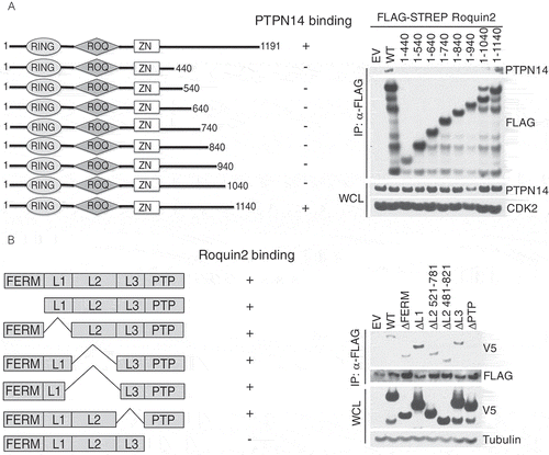 Figure 3. PTPN14 binds the C-terminal region of Roquin2 through the phosphatase domain.(a) Left, schematic representation of Roquin2 mutants and binding to PTPN14. Roquin2 mutants that interact (+) or do not interact (-) with endogenous PTPN14 are shown. Right, immunoblot analysis of FLAG-Roquin2 immunoprecipitation (IP). HEK293T cells were transfected with constructs encoding an empty vector (EV), FLAG-tagged Roquin2 (WT) or FLAG-tagged Roquin2 deletion mutants as indicated. Immunocomplexes were probed with antibodies to the indicated proteins. STREP, Streptavidin. (b) Left, schematic representation of PTPN14 mutants and binding to Roquin2. PTPN14 mutants that interact (+) or do not interact (-) with exogenous Roquin2 are shown. Right, immunoblot analysis of FLAG-Roquin2 immunoprecipitation (IP). HEK293T cells were co-transfected with constructs encoding an empty vector (EV), V5-tagged PTPN14 (WT) or V5-tagged PTPN14 deletion mutants and FLAG-tagged Roquin2 as indicated. Immunocomplexes were probed with antibodies to the indicated proteins.