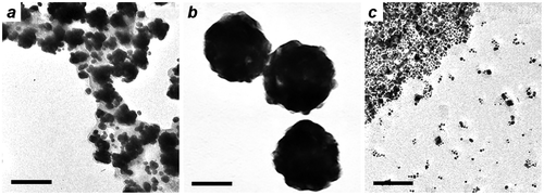 Figure 6. MGNCs synthesized using a fixed Au/Fe mole ratio of 9, with different initial pH values: (a) 6–8; (b) 8–9; (c) 9–10. Bar = 50 nm.