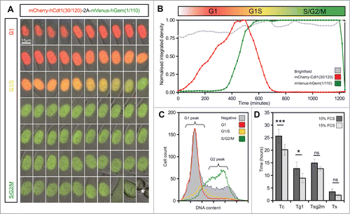 Figure 2. Live imaging of Fucci2a stable 3T3 cell line. (A) A montage of a time-lapse sequence showing nuclear expression of Fucci2a throughout the progressing cell cycle. mCherry accumulates during G1 and is lost during the G1/S transition as mVenus reaches its peak. Both probes are lost at mitosis (asterisk in final panel). (B) Plot of the relative intensities of the Fucci2a probes during a single cell cycle showing the mCherry and mVenus peaks. (C) Confirmation by FACS that the Fucci2a probes accurately predict cell cycle phase defined by DAPI staining for DNA content. Cells positive for mCherry peak in the G1/2n population, while mVenus positive cells peak in the 4n population immediately prior to mitosis. (D) Quantification of the length of cell cycle phases by live cell imaging and image analysis. Increasing the serum concentration from 10–15% resulted in a statistically significant shortening of the cell cycle (students t-test with Bonferroni correction P < 0.001) and a reduction in the length of G1 ( students t-test with Bonferroni correction P < 0.05). Tc = cell cycle time; Tg1 = G1 length; Tsg2m = S/G2/M length; Ts = G1/S transition length. Error bars in D = 95% Confidence interval.