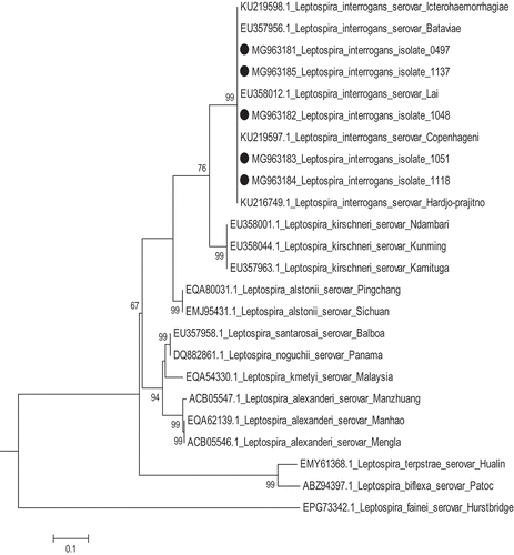 Figure 2. The phylogenetic analysis was performed on isolates from both study counties (highlighted with black dots) and compared with sequences of the secY gene of known leptospiral species. The evolutionary history was infered using the Maximum Likelihood method based on the Tamura-Nei model [Citation26]. The tree with the highest log likelihood (−1108.1041) is shown. The percentage of trees in which the associated taxa clustered together is shown next to the branches.