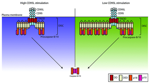 Figure 1. Caspase-8 chain length at the DISC depends on CD95L stimulation strength. We developed an agent-based model of procaspase-8 activation at the DISC by chain formation via DED interaction of procaspase-8 molecules. The model predicted that lower CD95L stimulation should result in longer chains at the DISC (right side, depicted in green) and high CD95L stimulation strength should result in shorter chains (left side, depicted in purple). This prediction was confirmed by AQUA peptide-based mass spectrometry analysis.Citation7