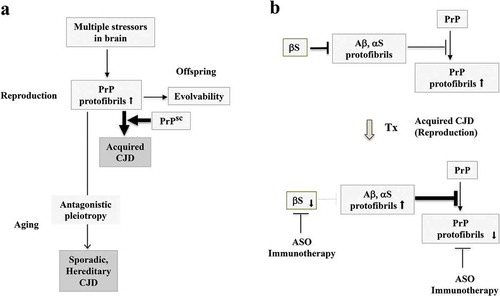 Figure 3. Evolvability and acquired CJD from a viewpoint of evolvability. (a). Schematic illustration of the central role of evolvability in the pathophysiology of CJD. During reproduction, PrP protofibrils formed in response to multiple stressors in the parental brain might be transgenerationally transmitted to confer resistance against the multiple stressors in offspring’s brain, otherwise designated as the concept of evolvability. Thus, evolvability of PrP may be beneficial in evolution. In case of sporadic and hereditary CJD, neurodegeneration might be manifest through the antagonistic pleiotropy mechanism in ageing. During the reproductive time of life, the levels of PrP protofibrils might be increased for evolvability, and under these circumstances, exposure to the infectious PrP may readily lead to acquired CJD. (b). Therapeutic strategy against acquired CJD during reproduction from a viewpoint of evolvability. One current therapeutic strategy against CJD is the dose-reduction of PrP by various methods, such as ASO and immunization to decrease the formation of toxic amyloid fibrils of PrP, and delay the progression of CJD. Yet, the efficacy of such a therapy has yet to be improved. Since it is possible that the dose-reduction of αS by either ASO or immunotherapy may result in upregulation of fibrillar APs, including αS and Aβ, which leads to PrP suppression. Thus, a combined therapy strategy of targeting both PrP and αS might be more effective