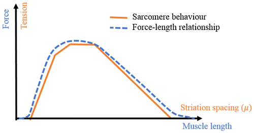 Figure 1 Sarcomere and muscle force productions related to their lengths