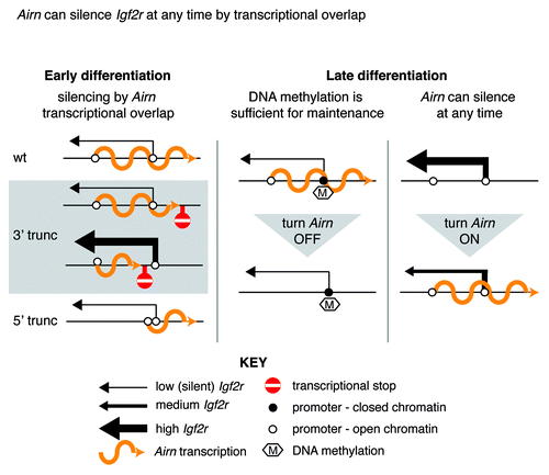 Figure 1.Airn can silence Igf2r at any time by transcriptional overlap. Left: early embryonic stem cell (ESC) differentiation. Airn silences Igf2r on the paternal allele and the Igf2r promoter is in an open chromatin conformation (top). Truncation of Airn from the 3′ end (3′ trunc) after but not before the Igf2r promoter maintains Airn-mediated silencing (middle). To truncate Airn from the 5′ end (5′trunc), the Airn promoter was moved close to the Igf2r promoter: Igf2r was silenced in this case too (bottom). Together, these truncations show that Airn only needs to overlap the Igf2r promoter to silence it and that all 3′ and 5′ sequences are not necessary.Right: late ESC differentiation. Airn-mediated silencing causes the late acquisition of closed chromatin and DNA methylation on the Igf2r promoter, which maintains the silent state when Airn is turned off (left). In the absence of Airn, Igf2r is expressed at high levels and can only be partially silenced by turning Airn on at this developmental time point (right). Note that only the paternal allele is shown.