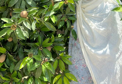 Figure 2. A mature sapodilla tree grown from a sapling in a home garden. Photo by research participant.