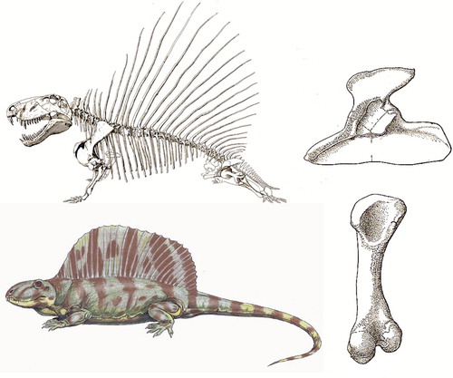 Figure 11. Dimetrodon was an early mammal-like reptile of 280 mya. Note it has a medial wall in its acetabulum, and a femur resembling that of Ichtyostega. Acetabulum in lateral view and femur posterior view (from Romer 1957). Reconstructions of skeleton and body abound on the internet, but no one knows what colour Dimetrodon was.