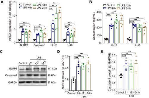 Figure 2 Effect of LPS on the expression NLRP3/caspase-1 and pro-inflammatory cytokines in the hippocampus of rats. (A) The qRT-PCR result of the mRNA expression of NLRP3, caspase-1, IL-1β and IL-18. (B) ELISA assay of IL-1β and IL-18 protein. (C) Representative Western blot bands and densitometric analysis of (D) NLRP3 and (E) caspase-1. GAPDH was used as an internal control. Data were presented as mean ± SEM. n = 6 per group. **p < 0.01, ***p < 0.001.