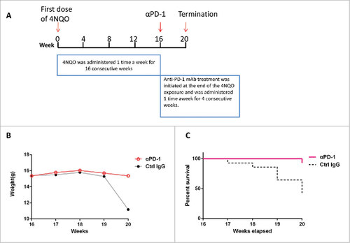 Figure 3. Anti-PD-1 mAbs treatment extends mice survival. (A) 4NQO was administered 1 time a week for 16 consecutive weeks. Anti-PD-1 mAb treatment was initiated at the end of the 4NQO exposure and was administered 1 time a week for 4 consecutive weeks. (B) Anti- PD-1 mAbs treated group and IgG control group were weighed and documented every 1 weeks. Body weights were significantly reduced at week 20 in IgG control group. The Student t test was performed for the significance determined, p = 0.0107. (C) Survival of IgG control group and anti-PD-1 mAbs treated group were monitored and showed. The survival curves were estimated using the Kaplan-Meier method. The log-rank test was performed for the significance determined, p = 0.0041.