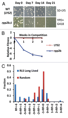 Figure 1 Direct competition reveals a fitness defect in 32 long-lived yeast strains. (A) Representative example of colony forming units (CFUs) from a fitness competition. Cells were plated from a mixed culture of control (BY4742) and a mutant (rpp2bΔ is a long lived mutant example, LYS2 is a wild type mimetic control example) onto YPD medium to ascertain a total CFU count and then replica plated onto selective media to gather a mutant CFU count (SD-LYS top part, YPD + G418 bottom part). (B) Relative fitness of LYS2 control and rpp2bΔ compared to wild type (BY4742) during the competition experiment. (C) Histogram showing the observed relative fitness values at the end of the assay for long-lived deletion strains and randomly selected deletion strains.