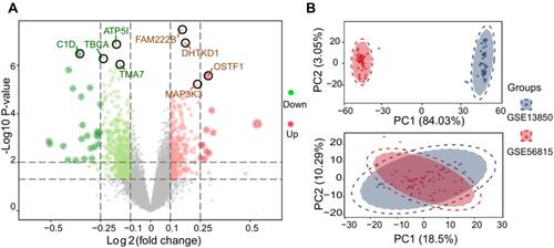 Figure 2 Differential gene expression and principal component analysis. (A) Volcano plot of differentially expressed genes by comparing low/high bone density in GSE13850 and GSE56815. The red color indicates up-regulated genes, green indicates down-regulated genes, and gray indicates genes with similar expression between both groups. (B) Principal component analysis of GSE13850 and GSE56815.