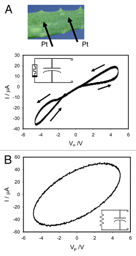 Figure 3. Electrical current I vs. voltage VP applied to a leaf of Aloe vera. Frequency of sinusoidal voltage scanning was 0.001 Hz (A) and 1000 Hz (B). Position of Pt electrodes in a leaf of Aloe vera is shown. These results were reproduced 14 times. The simplest equivalent electrical circuits are shown in inserts.