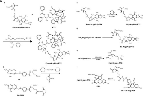 Figure 1 Synthetic scheme and structures of FA-FITC-Arg-PTX (A) and FA-5AF-Glu-PTX (B).Notes: (A) a, Fmoc-Arg(Pbf)-PTX; b, FA-NHS; c, NH2- Arg(Pbf)-PTX; d, FA- Arg(Pbf)-PTX; e, FA- (NH2)Arg-PTX; f, FA-FITC-Arg-PTX. (B) a, Fmoc-Glu(tBu)-PTX; b, FA-NHS; c, NH2-Glu(tBu)-PTX; d, FA- Glu(tBu)-PTX; e, FA-(COOH) Glu-PTX; f, FA-5AF-Glu-PTX.Abbreviations: 5AF, 5-aminofluorescein; FA, folic acid; FITC, fluorescein isothiocyanate; PTX, paclitaxel; h, hour; min, minute; RT, room temperature.