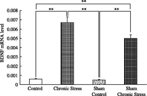 Figure 2  BDNF mRNA quantification in rat submandibular glands and chronic stress. Data are BDNF/β-actin mRNA ratios. Control: no stress; Chronic stress: after daily 12 h restraint stress for 22 days; Sham: sham sialoadenectomy. Values are mean ± SEM; n = 12 rats in each group. **p < 0.01, ANOVA/Tukey's.