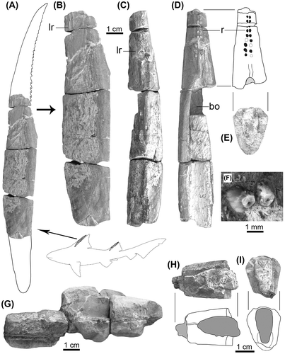 Figure 2. Hybodont fin spines from the Rosablanca Formation. (A–F) Specimen IGMp-880644; (G–I) Specimen IGMp-880645.