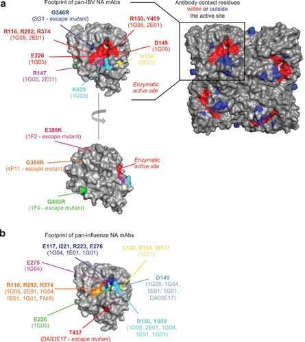 Figure 1. Residues on the IBV NA responsible for recognition and/or escape from mAbs. (a) footprint of pan-IBV NA mAbs. Residues on IBV-NA-specific that have been identified as contact residues for pan-IBV mAbs based on structural analyses or through escape mutants. The enzymatic active site if shown in red for reference. (b) footprint of pan-influenza NA mAbs. Residues on IBV-NA-specific that have been identified as contact residues for pan-NA mAbs based on structural analyses or through escape mutants. Most of key pan-influenza NA contact residues are located within conserved enzymatic active site of IAV and IBV NA. A few residues are found outside enzymatic site such as T437 (escape mutant from DA03E17) and L132, R154, W177 (binding sites of 1G01 mAb). Binding sites for these mAbs have been determined from structural or mutational analyses in the context of IAV NA. The equivalent positions have been identified and are shown here for BNA. The NA structure is based on PDB: 6V4N.