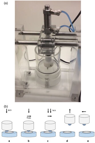 Figure 2. Chewing simulator used in the attrition experiment. (A) Image of the simulator showing chamber and piston with the antagonist holder. (B) Schematic representation of chewing simulation. (a) The chewing machine pushes the antagonist (white cylinder; a stainless steel ball (Ø 4 mm) embedded in epoxy) against the specimen (blue cylinder) by applying a force of 20 N downward; (b) antagonist moves across the specimen to the opposite side (8 mm) while maintaining the force; (c) the force increases to 70 N before the end of the slide movement, and the movement continues until the stroke is finished; (d) after the antagonist reaches the end of the stroke, it moves upwards; (e) the antagonist moves to the starting position to finish one cycle.