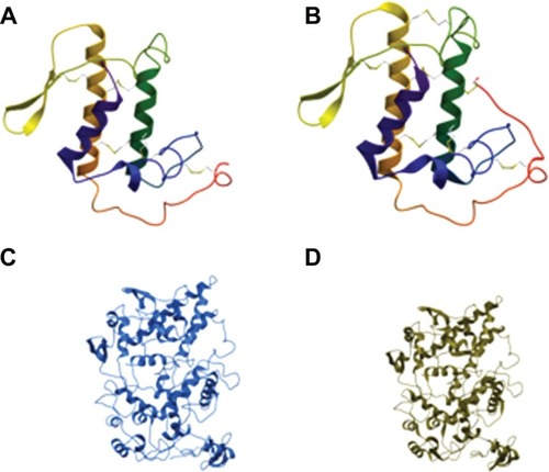 Figure 2 Structures of models of COX-2, phospholipase A2-V and templates.