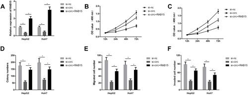 Figure 6 RAB15 overexpression reverses the effects of circCSPP1 in liver cancer cells. The cells in the control group were transfected with si-nc and control vector. (A) qPCR was performed to evaluate the mRNA expression levels of RAB15 (n=3). (B and C) The MTT assay was performed to assess the proliferation of liver cancer cells (n=6). (D) The colony formation assay was carried out to evaluate the proliferation of liver cancer cells (n=6). (E and F) The transwell assay was performed to assess the invasion of liver cancer cells following transfection (n=6). *p<0.05.