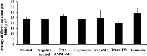 Figure 9. The number of fibroblasts contained in the dorsal skin tissue slides of subjects not subjected to UV light induction (normal skin group) and the UV light induction group (UV-aging skin negative control) following administration of free AMSC-MP, transfersome containing stearylamine (Trans-SA), transfersome containing sodium cholate (Trans-SC), and transfersome containing Tween 80 (Trans-TW)-loading AMSC-MP. The samples were subsequently applied to a 2.54 cm2 area of the skin on the back of each subject once every two days for a period of two weeks.