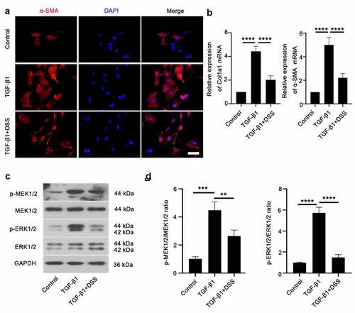 Figure 2. DSS inhibited TGF-β1-induced fibroblast-myofibroblast differentiation via inhibiting the MEK/ERK signaling pathway in NIH3T3 cells. (a) Immunofluorescence was conducted to evaluate the expression of α-SMA (red). Nucleus was stained with DAPI (blue). Scale bar: 50 μm. (b) Relative mRNA expression of Col1a1 and α-SMA. (c, d) Expressions of p-MEK1/2, MEK1/2, p-ERK1/2, ERK1/2 were detected by western blot. GAPDH was conducted as a loading control. One-way ANOVA, **p < 0.01, ***p < 0.001, ****p < 0.0001