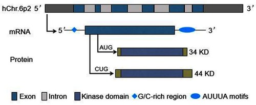 Figure 1 PIM-1 gene and its transcripts and proteins.