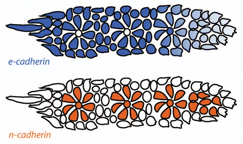 Figure 5 Distribution of classical cadherins in the primordium. e-cadherin (blue) is expressed broadly in the primordium but is downregulated in the leading region and in proneuromast central cells. n-cadherin (orange) is expressed in apically constricted proneuromast cells and in proneuromast central cells. Cells at the primordium periphery and between the proneuromasts within the primordium express e-cadherin but not n-cadherin and represent the presumptive interneuromast cells (adapted with permission from Matsuda and ChitnisCitation20).