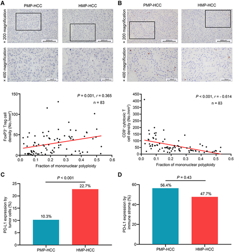 Figure 3 Association between ploidy status and tumor-infiltrating lymphocyte constitution. The densities of Foxp3+ Treg cells (A) and of CD8+ cytotoxic T cells (B) between HMP–HCC and PMP–HCC, and their linear correlations with the fraction of mononuclear polyploidy (Spearman’s rank-order correlation). HMP–HCC was associated with significantly higher Foxp3+ Treg cells but lower density of CD8+ cytotoxic T cells. The fraction of mononuclear polyploidy was positively correlated with the density of Foxp3+ Treg cells and negatively correlated with that of CD8+ cytotoxic T cells. Upper panel, 200× magnification, scale bar = 200 μm; lower panel, 400× magnification, scale bar = 50 μm. Comparisons of PD-L1 expression by tumoral cells (C) and the immune stroma (D) between HMP–HCC and PMP–HCC (Pearson’s chi-square test). HMP–HCC had higher frequency of PD-L1 expression by the tumor cells than PMP–HCC, whereas PD-L1 expression in the immune stroma did not differ between the two groups.