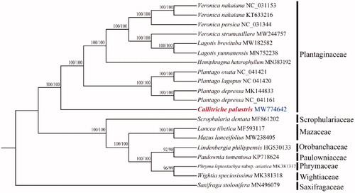 Figure 1. Maximum likelihood phylogenetic tree for Callitriche palustris based on complete cp genomes. The number on each node indicates bootstrap support value generated by RaxML/IQ-tree.
