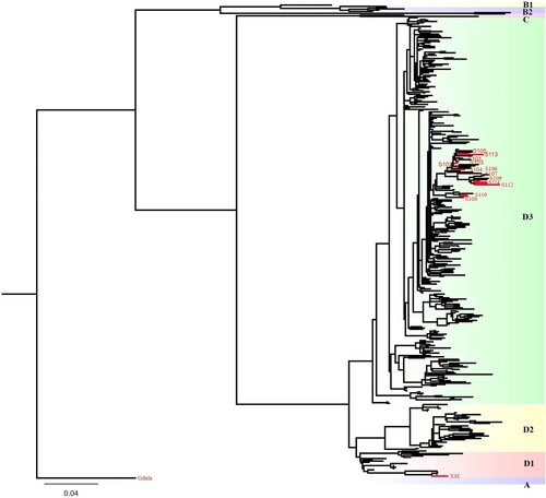 Figure 2. The genotyping of the 15 CV-A6 vaccine and detection candidate strains used in this study. The ML tree analysis revealed that the prototype Gdula strain belongs to genotype A, while the 13 CV-A6 strains belong to subgenotype D3, and the XM strain belongs to subgenotype D1. The names of these strains are indicated in the figure.