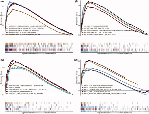Figure 5. Results of GO and KEGG from GSEA. (A and B) 10 representative enriched immune-related GO gene sets; (C and D) 10 representative enriched immune-related KEGG pathways. GSEA: Gene set enrichment analysis; GO: gene ontology; KEGG: Kyoto Encyclopaedia of Genes and Genomes.