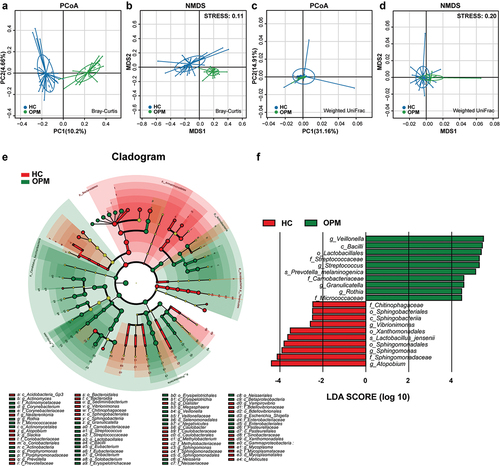 Figure 6. The absolute beta diversity and LEfSe analysis in HC and OPM groups. (A-B) Both PCoA and NMDS methods under Bray-Curtis analyses showed a significant difference in HC and OPM groups (Adonis: p = 0.0001). (C-D) Both PCoA and NMDS methods under Weighted UniFrac analyses showed significant differences in HC and OPM groups (Adonis: p = 0.0008). (E) A cladogram, on the left side, represents the OPM microbiota in HC and OPM. The brightness of each dot was proportional to its effect size. (F) Taxa were enriched in HC group (Red), and OPM groups (Green), indicating the variation of microbial communities under LDA scores (LDA = 2), respectively.