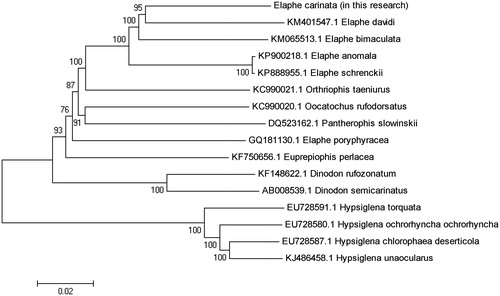 Figure 1. Phylogenetic tree of mitochondrial genomes analyses of 16 species snakes of Colubridae based on the NJ method.