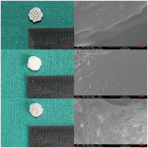Figure 2. (A) Optical and (B) SEM images for three scaffolds: 3D printed PLA/HA (1), β-TCP (2) and DBM (3).