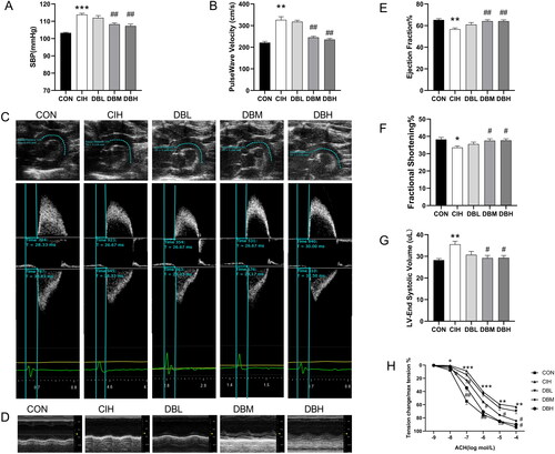 Figure 2. DBD alleviated cardiovascular dysfunction in CIH mice. (A) Systolic blood pressure. (B) Aortic PWV. (C)Representative B-mode view of the aortic arch distance. Pulse wave Doppler tracing of the ascending (upper panel) and descending aorta (lower panel). (D) M-model echocardiography in mice. (E) Ejection fraction (EF). (F) Fractional shortening (FS). (G) Left ventricular end-systolic volume (LVESV). (H) Ach-induced endothelium-dependent relaxation of thoracic aortas. Data are expressed as the mean ± SEM, n = 6. (*p < 0.05 vs. CON group, **p < 0.01 vs. CON group, ***p < 0.001 vs. CON group; #p < 0.05 vs. CIH group, ##p < 0.01 vs. CIH group).