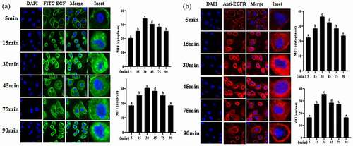 Figure 4. Internalization kinetics of EGF/EGFR in IEC6 cells under inflammatory state analyzed by CLSM.