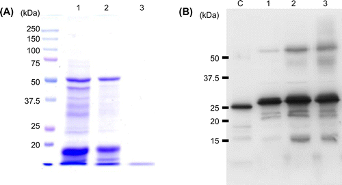Fig. 3. Reducing and heat-denaturing SDS-PAGE (A) and Western-blot (B) analysis of protein extracted from raw, dried, and toasted nori. Lane 1, raw; lane 2, dried; and lane 3, toasted nori.(A) Protein extract from 100 μg of raw, dried, and toasted nori were loaded to 12.5% polyacrylamide gel and stained with Coomassie Brilliant Blue R-250. (B) The 50 times diluted above extracts were separated by 12.5% gel, followed by electroblotted on the PVDF membrane. Antirecombinant PyFer antiserum was used as primary antibody. Approximately 1 ng of recombinant PyFer was loaded as a control (lane C).