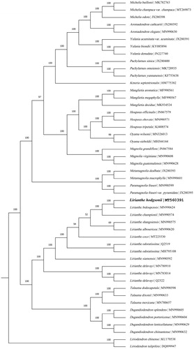 Figure 1. The maximum-likelihood tree inferred from the complete chloroplast genome sequences in the family Magnoliaceae. Bootstrap values (1000 replicates) are shown at the nodes.